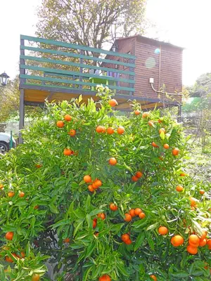 Jardín al aire libre en La Alpispa