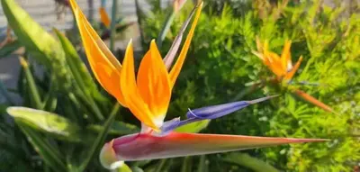 Jardín al aire libre en GRAN CANARIA LA FINCA DE CARMELITA Y BARTOLITO