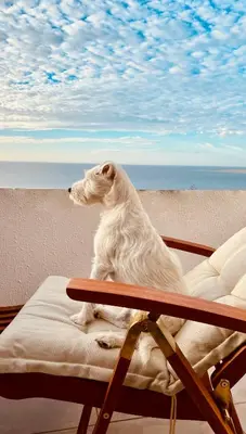 Mascotas con sus dueños en Exclusive Bungalow with Stunning Sea Views by 75Steps