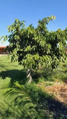 Jardín al aire libre en Finca La Suerte Grande