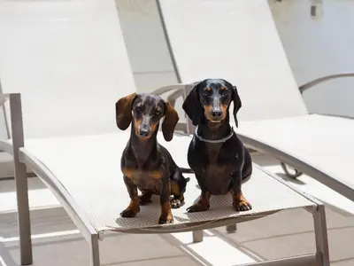 Mascotas con sus dueños en MY SEA VIEW HOLIDAY APARTMENT