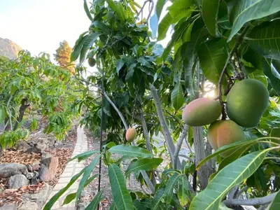 Jardín al aire libre en Casa Colonia