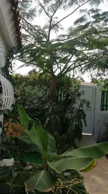 Jardín al aire libre en Très BEAU BUNGALOW,JARDIN TROPICAL, RENOVATION ETE 2020