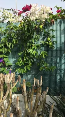 Jardín al aire libre en Très BEAU BUNGALOW,JARDIN TROPICAL, RENOVATION ETE 2020