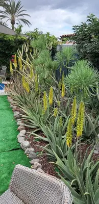 Jardín al aire libre en Très BEAU BUNGALOW,JARDIN TROPICAL, RENOVATION ETE 2020