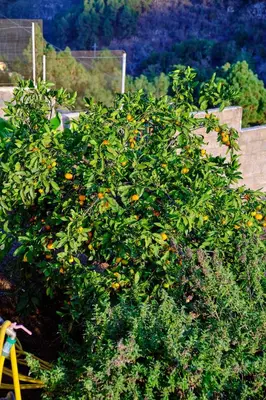 Jardín al aire libre en Casa Luisa