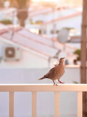 Animales en el apartamento o alrededores